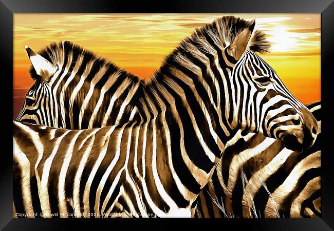 Sentry Duty of the Zebra Framed Print by David Mccandlish