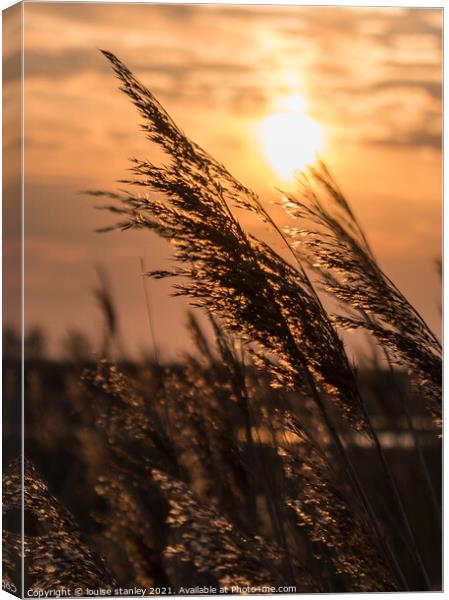 Sunsetting through the reeds  Canvas Print by louise stanley