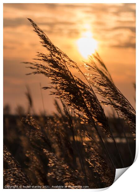 Sunsetting through the reeds  Print by louise stanley