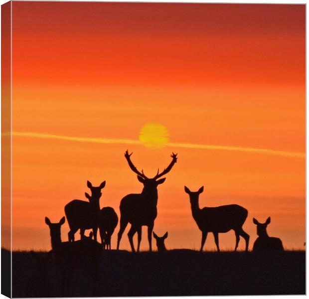 Red Deer Dawn Canvas Print by Mark Barratt