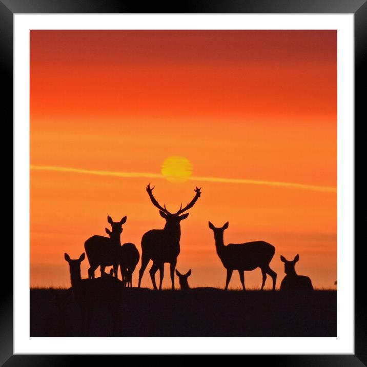 Red Deer Dawn Framed Mounted Print by Mark Barratt
