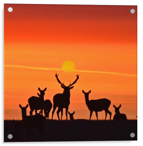Red Deer Dawn Acrylic by Mark Barratt