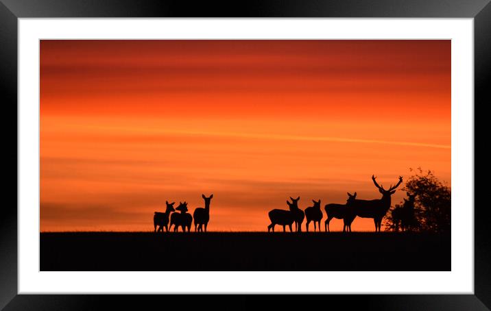 Deer at Dawn Framed Mounted Print by Mark Barratt