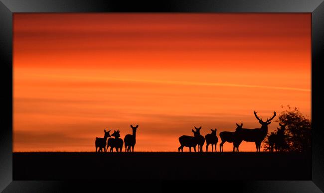 Deer at Dawn Framed Print by Mark Barratt