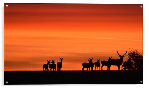 Deer at Dawn Acrylic by Mark Barratt
