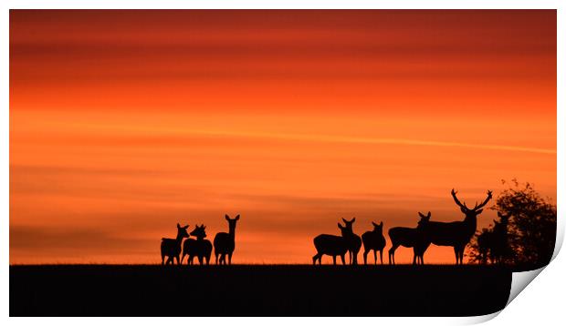 Deer at Dawn Print by Mark Barratt