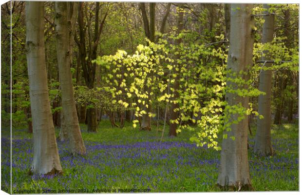 Sunlit leaves and bluebells Canvas Print by Simon Johnson