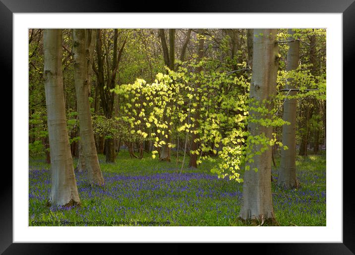 Sunlit leaves and bluebells Framed Mounted Print by Simon Johnson