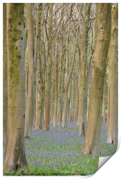  Trees and bluebells Print by Simon Johnson