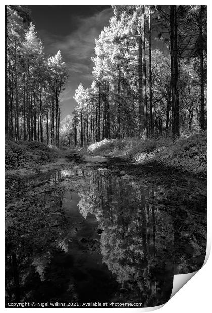 Invisible Reflections Print by Nigel Wilkins