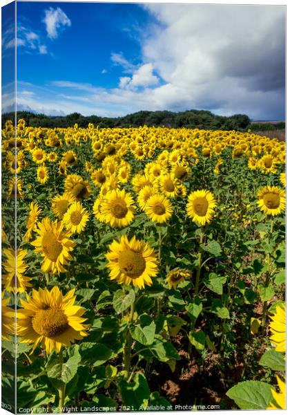 Sunflower Field With A Blue Sky And Clouds Canvas Print by Wight Landscapes
