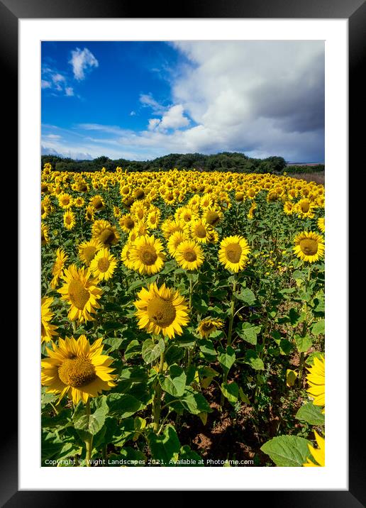 Sunflower Field With A Blue Sky And Clouds Framed Mounted Print by Wight Landscapes