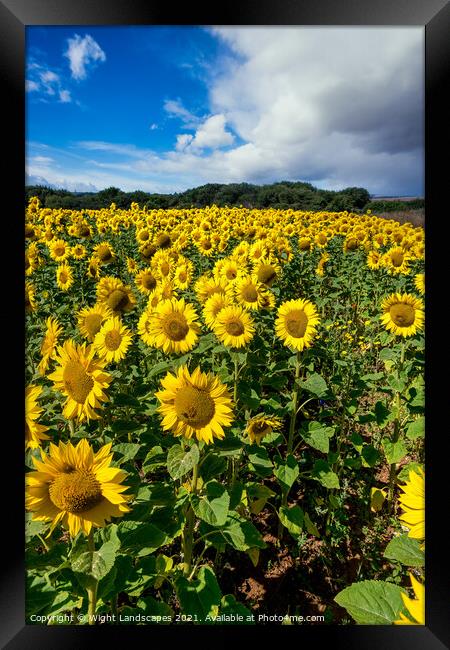 Sunflower Field With A Blue Sky And Clouds Framed Print by Wight Landscapes