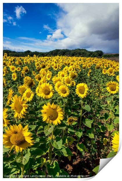 Sunflower Field With A Blue Sky And Clouds Print by Wight Landscapes