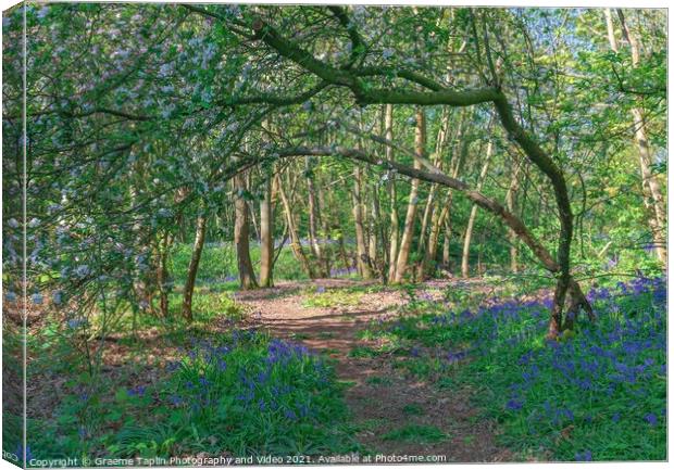 Bluebell woodland Norfolk Canvas Print by Graeme Taplin Landscape Photography