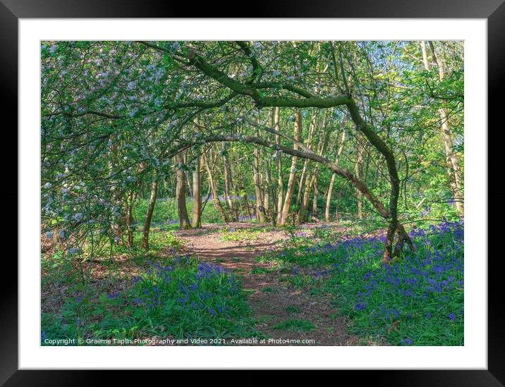 Bluebell woodland Norfolk Framed Mounted Print by Graeme Taplin Landscape Photography