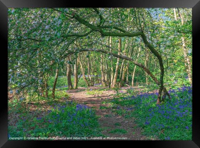 Bluebell woodland Norfolk Framed Print by Graeme Taplin Landscape Photography