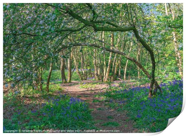 Bluebell woodland Norfolk Print by Graeme Taplin Landscape Photography