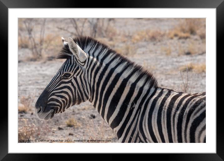 Burchells Zebra Head in Etosha National Park Framed Mounted Print by Dietmar Rauscher