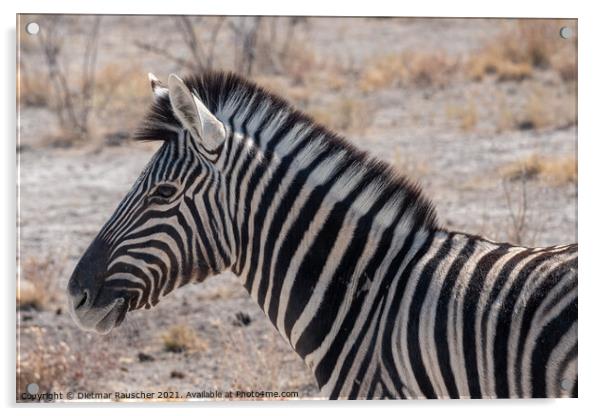 Burchells Zebra Head in Etosha National Park Acrylic by Dietmar Rauscher