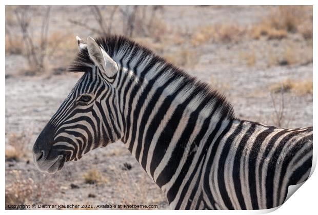 Burchells Zebra Head in Etosha National Park Print by Dietmar Rauscher