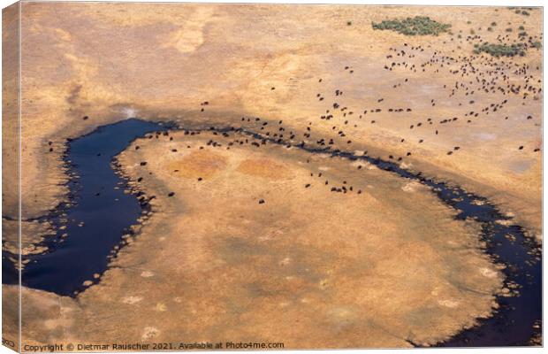 Aerial of Buffalo Herd in Moremi Game REeerve, Okvango Delta Canvas Print by Dietmar Rauscher