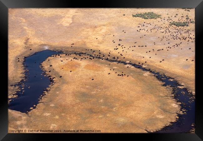 Aerial of Buffalo Herd in Moremi Game REeerve, Okvango Delta Framed Print by Dietmar Rauscher