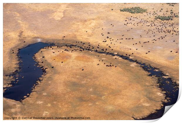 Aerial of Buffalo Herd in Moremi Game REeerve, Okvango Delta Print by Dietmar Rauscher