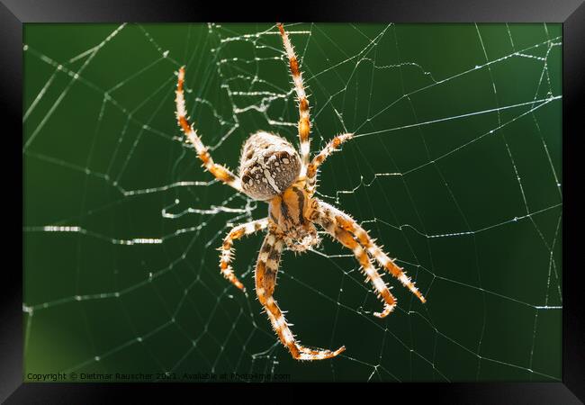 European Garden Spider or Diadem Spider in its Web Close Up Framed Print by Dietmar Rauscher
