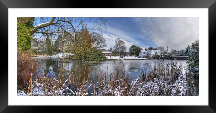 Badger in Winters Snow - Panorama Framed Mounted Print by Philip Brown