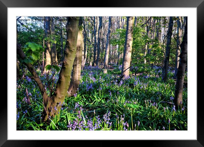 Dappled sunshine in Bluebell Woods Framed Mounted Print by Jim Jones