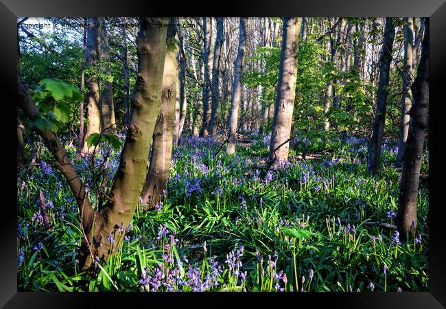 Dappled sunshine in Bluebell Woods Framed Print by Jim Jones
