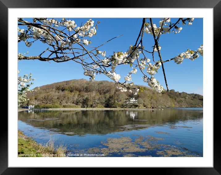 Early morning spring reflections in the Mill Pool at Looe Framed Mounted Print by Rosie Spooner