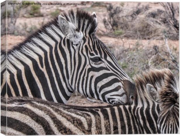 zebra Canvas Print by Sylvia White
