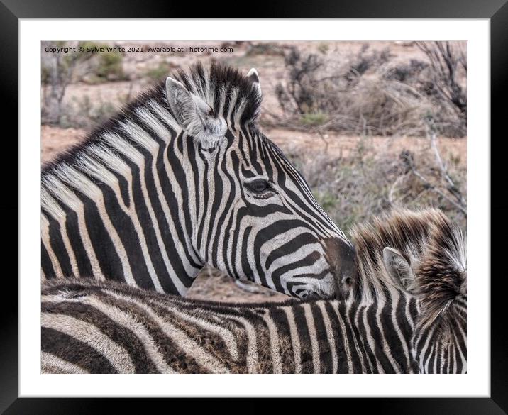 zebra Framed Mounted Print by Sylvia White