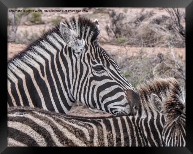 zebra Framed Print by Sylvia White