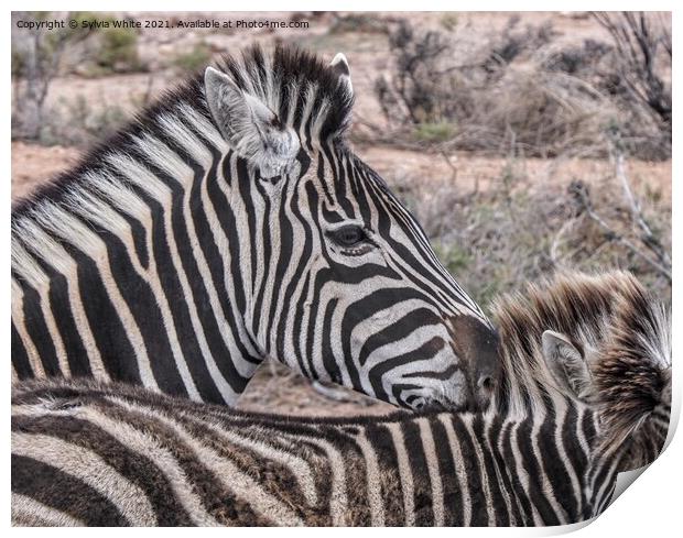 zebra Print by Sylvia White