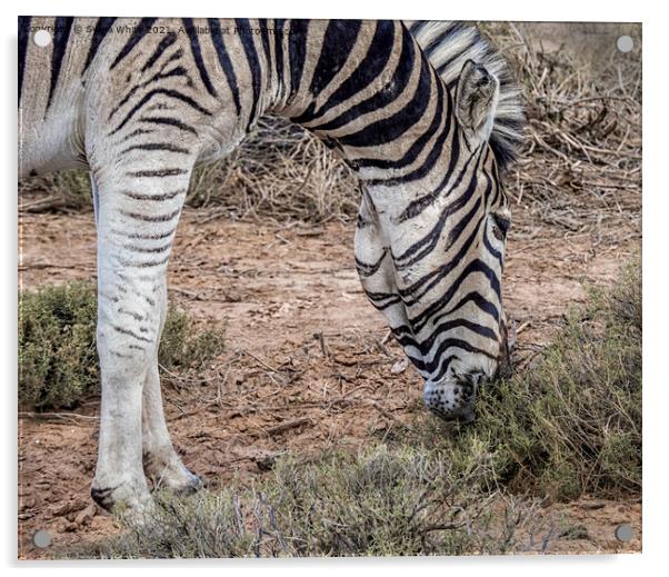 Zebra grazing Acrylic by Sylvia White