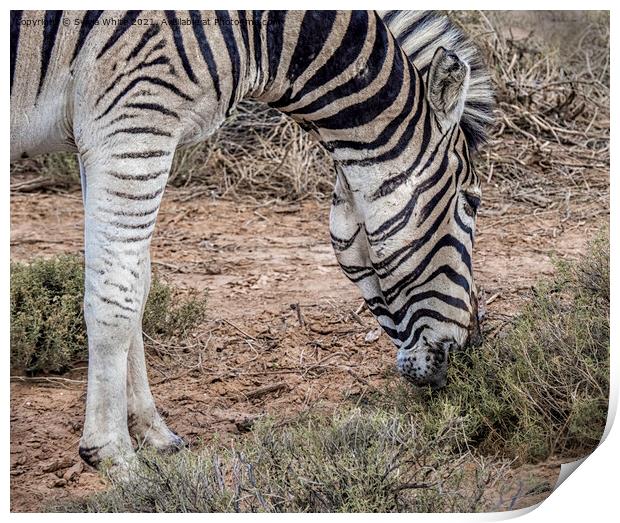 Zebra grazing Print by Sylvia White