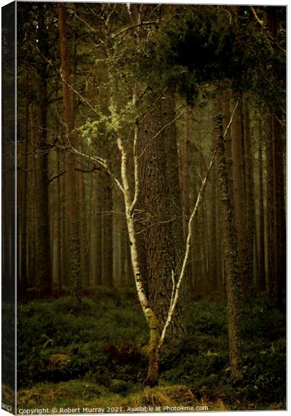 Lonely Birch Tree Canvas Print by Robert Murray