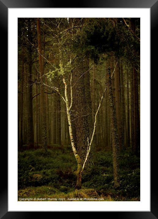 Lonely Birch Tree Framed Mounted Print by Robert Murray