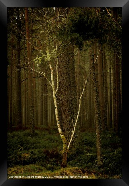 Lonely Birch Tree Framed Print by Robert Murray