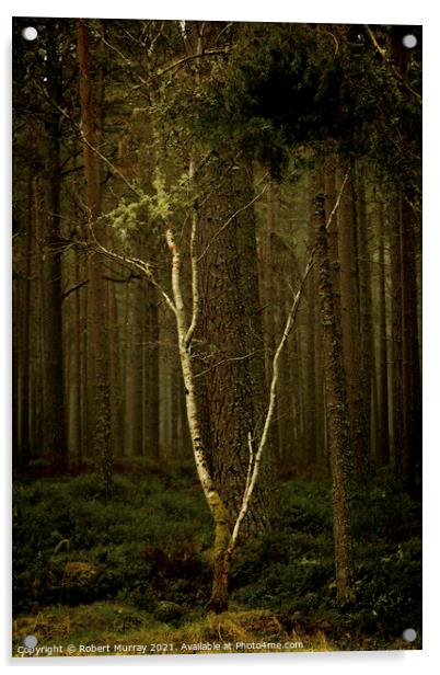Lonely Birch Tree Acrylic by Robert Murray