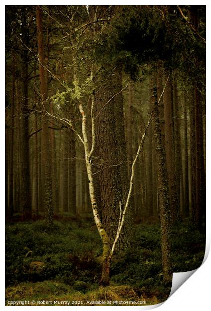 Lonely Birch Tree Print by Robert Murray
