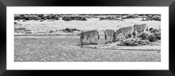 The Water Hole Framed Mounted Print by Sylvia White