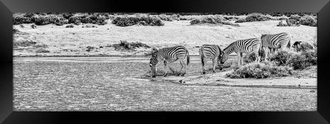 The Water Hole Framed Print by Sylvia White