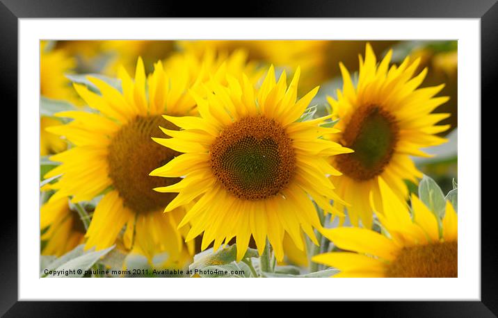 Pure Sunflower Framed Mounted Print by pauline morris