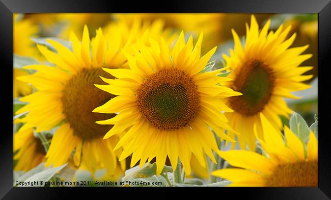 Pure Sunflower Framed Print by pauline morris