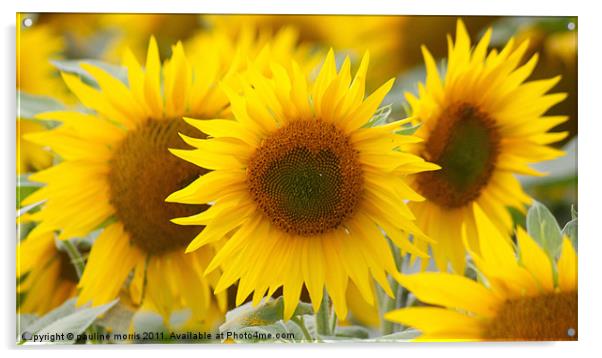 Pure Sunflower Acrylic by pauline morris