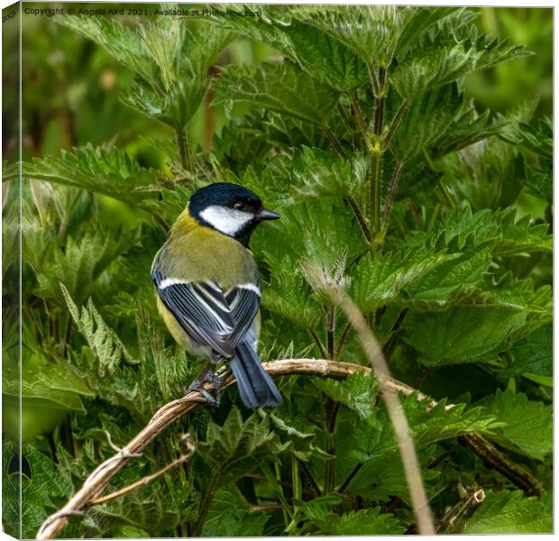 Great Tit. Canvas Print by Angela Aird